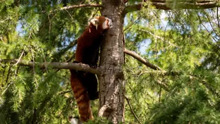 Diergaarde Blijdorp