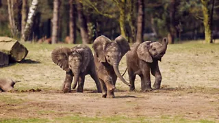 Safaripark Beekse Bergen