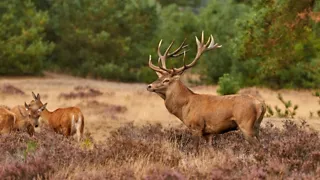 Fietsen door Nationaal Park de Hoge Veluwe bij Otterlo