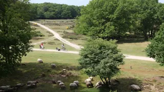 Fietsen door het Gooi: Bussum, Laren en Hilversum