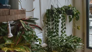 Groene hotspots zoeken tijdens de groene wandeling door Breda