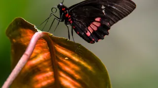 Tropen ten top: de vlindertuin Tropical Zoo in Zeeland