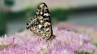 Theeleuten in de tropen bij Vlindersafari Gemert