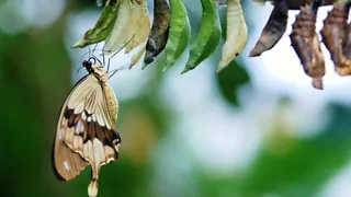 Ontdek hoe een rups zich ontpopt in Vlindorado in Waarland