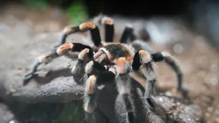 Dierenpark De Oliemeulen in Tilburg