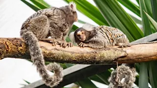 Dierenpark Almere Jungle