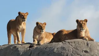 WILDLANDS Adventure Zoo in Emmen