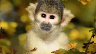 GaiaZOO in Kerkrade