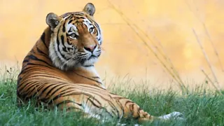 Ouwehands Dierenpark in Rhenen
