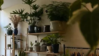 Little Green Shop in Den Haag
