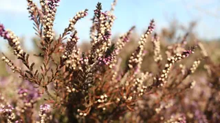 Trage tocht Hindekamp en Mosselse Veld: ontspannen wandelen in de natuur