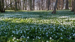  Rondje Stroink-Smalenbroek-Wesselerbrinkpark
