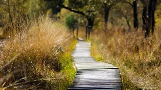 Wandeling door Natura 2000-gebied Aamsveen