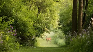 De verrassende Gabriel Davina Hof Espelo-wandeling