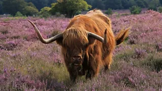 11:00 uur: Op naar de Westerheide