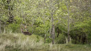 14:00 uur: Herten spotten tijdens een Hertenwandeling