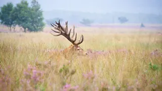 Wandelen door oneindig paars landschap op de Ginkelse Heide in Ede