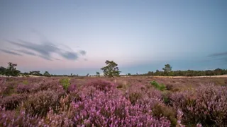 Historie en natuur op de Hilversumse Hei