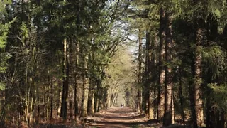 Geniet van de schilderachtige Gorsselse Heide