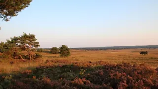 De hoogte in op de heide van Veluwezoom-Posbank