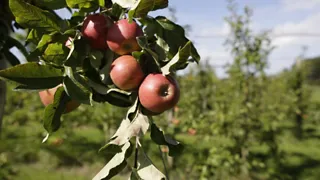 Fruit plukken in de Fruittuin van West in Amsterdam