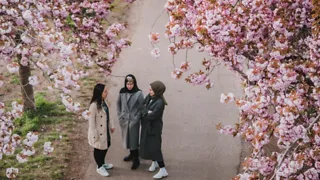 Slenter onder de kersenbloesem in het Amsterdamse Bos