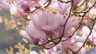 Bewonder magnolia’s in Belmonte Arboretum in Wageningen