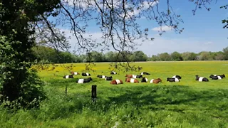 De mooiste bloesemdijk van Nederland op Landgoed Mariënwaerdt