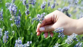 Pluk je eigen boeket midden in de polder bij Pluktuin Bakkum