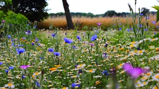 Van veld naar mand bij pluktuin Het Platteland in Putten