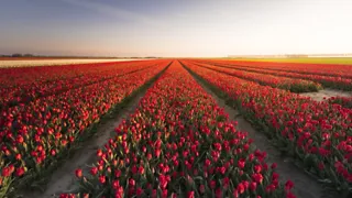 7x de mooiste bloemen- en bollenvelden van Nederland