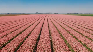 Tulpen- en bloemenvelden in De Bollenstreek in Zuid-Holland