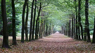 Wandel door het Zeisterbos
