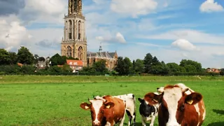 Beschrijving