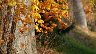 Overnachttip: Bospark Ede