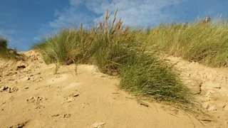 NS-wandeling Kennemerduinen