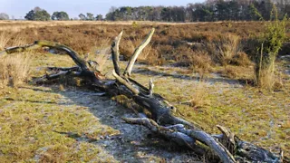 NS-wandeling Strabrechtse Heide