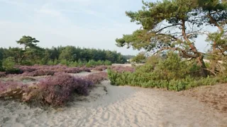 Beschrijving