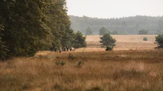 5x wandelroutes vol natuur en historie bij Apeldoorn en de Veluwe