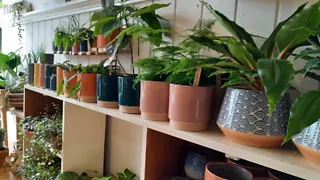 Winkel De Plantenkamer
