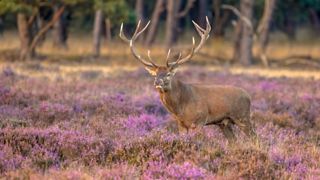 5x herfstwandelingen in de natuur