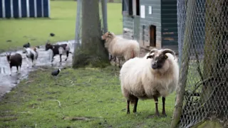 Kinderboerderij De Molenwei in Rotterdam