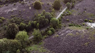 Wandel door de paarse heide van de Veluwezoom-Posbank