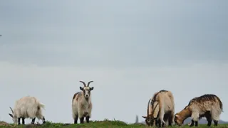 Fietsroute 'Van stad tot polder' in en rondom Groningen