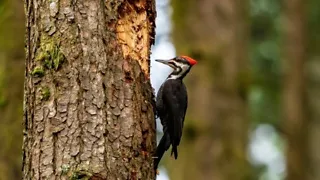 Maak een speurtocht bij Spechtenpad De Vuursche