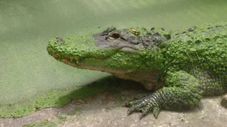 14:30 uur: Bezoek Iguana Vlissingen
