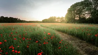 Struinen door de natuur rondom Venlo 