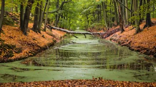 Wandel over het romantische Landgoed Clingendael