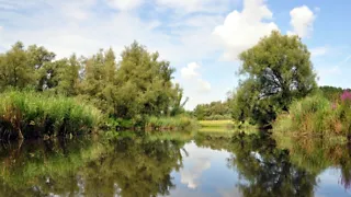 11:00 uur: Wandelen in de Biesbosch vanaf het Biesboschcentrum