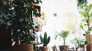 Wonderwoud: een urban jungle in Maastricht